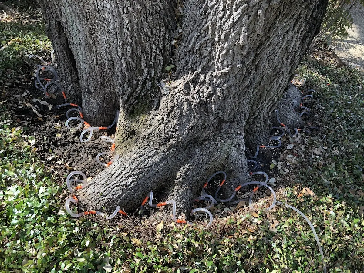 Detailed Tree Cabling and Bracing job site in Rockville Centre