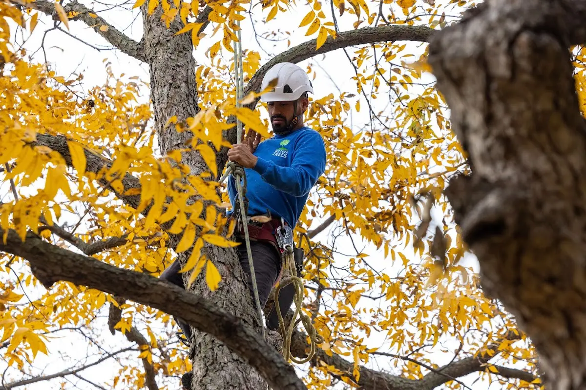 Skilled Tree Planting crew working in Rockville Centre